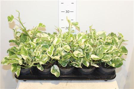 Горшечные цветы и растения оптом Epipr Njoy от 10шт из Голландии с доставкой по России