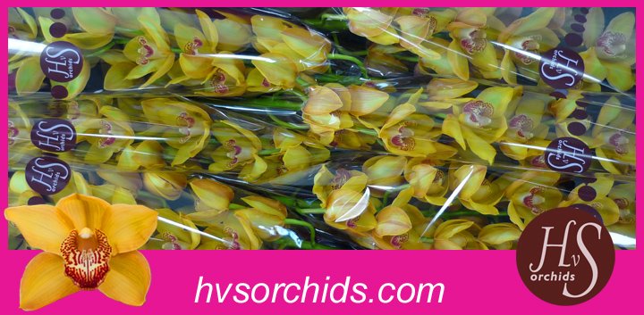 Срезанные цветы оптом Cymbidium yellow river esther от 6шт из Голландии с доставкой по России