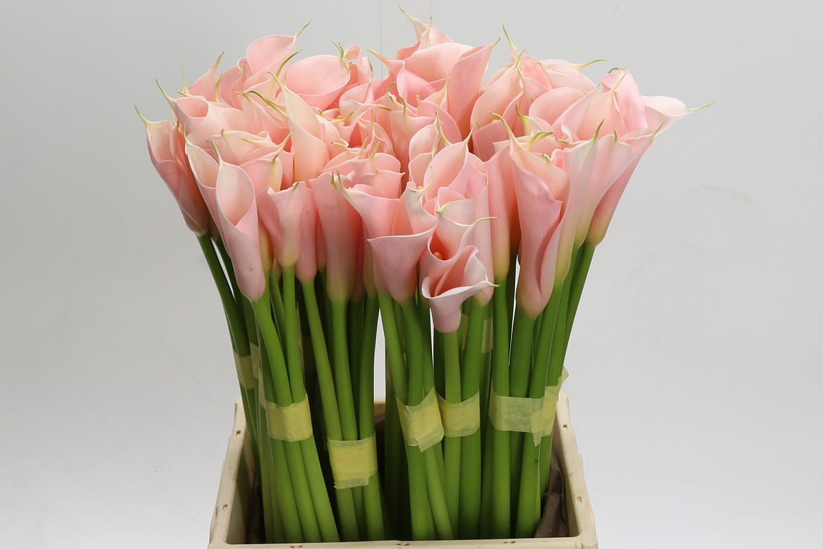 Срезанные цветы оптом Zantedeschia ae eydolls salmon от 80шт из Голландии с доставкой по России