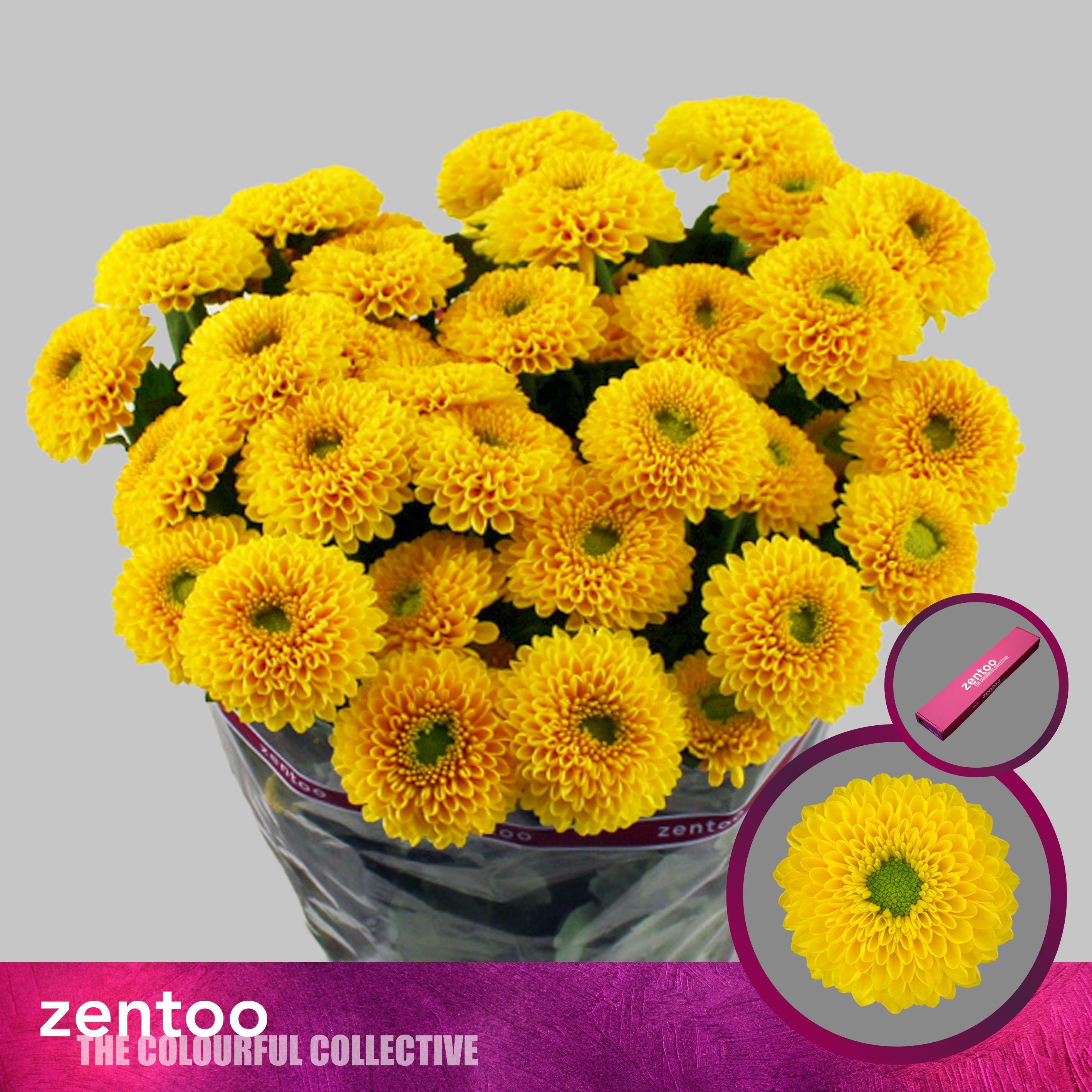 Срезанные цветы оптом Chrys sp bonus от 20шт из Голландии с доставкой по России