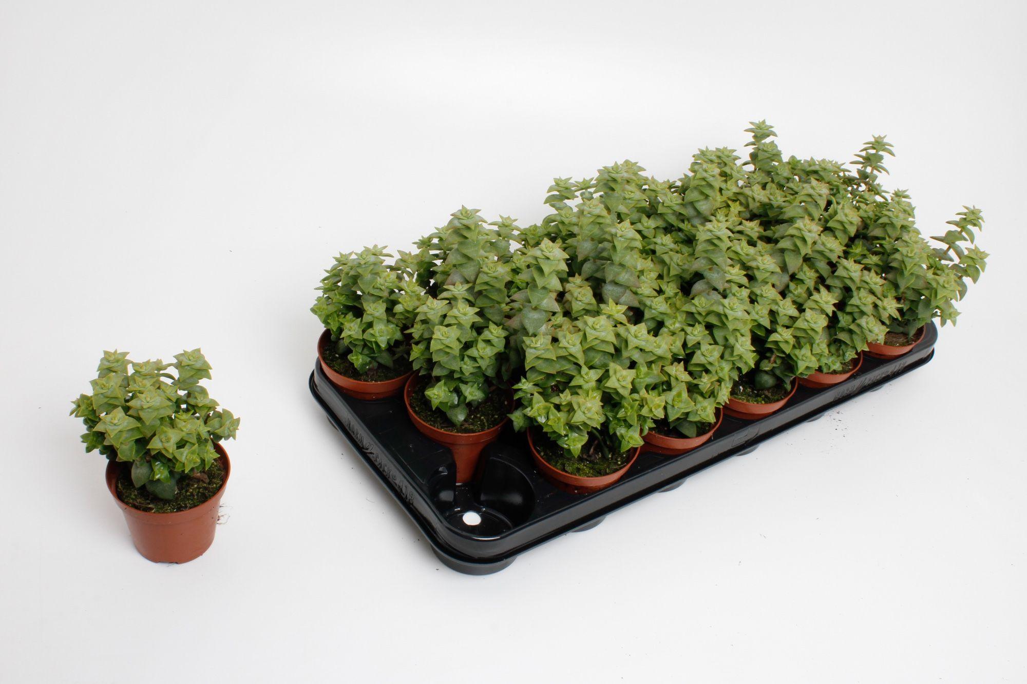 Горшечные цветы и растения оптом Crassula Perforata от 12шт (для телеги) из Голландии с доставкой по России