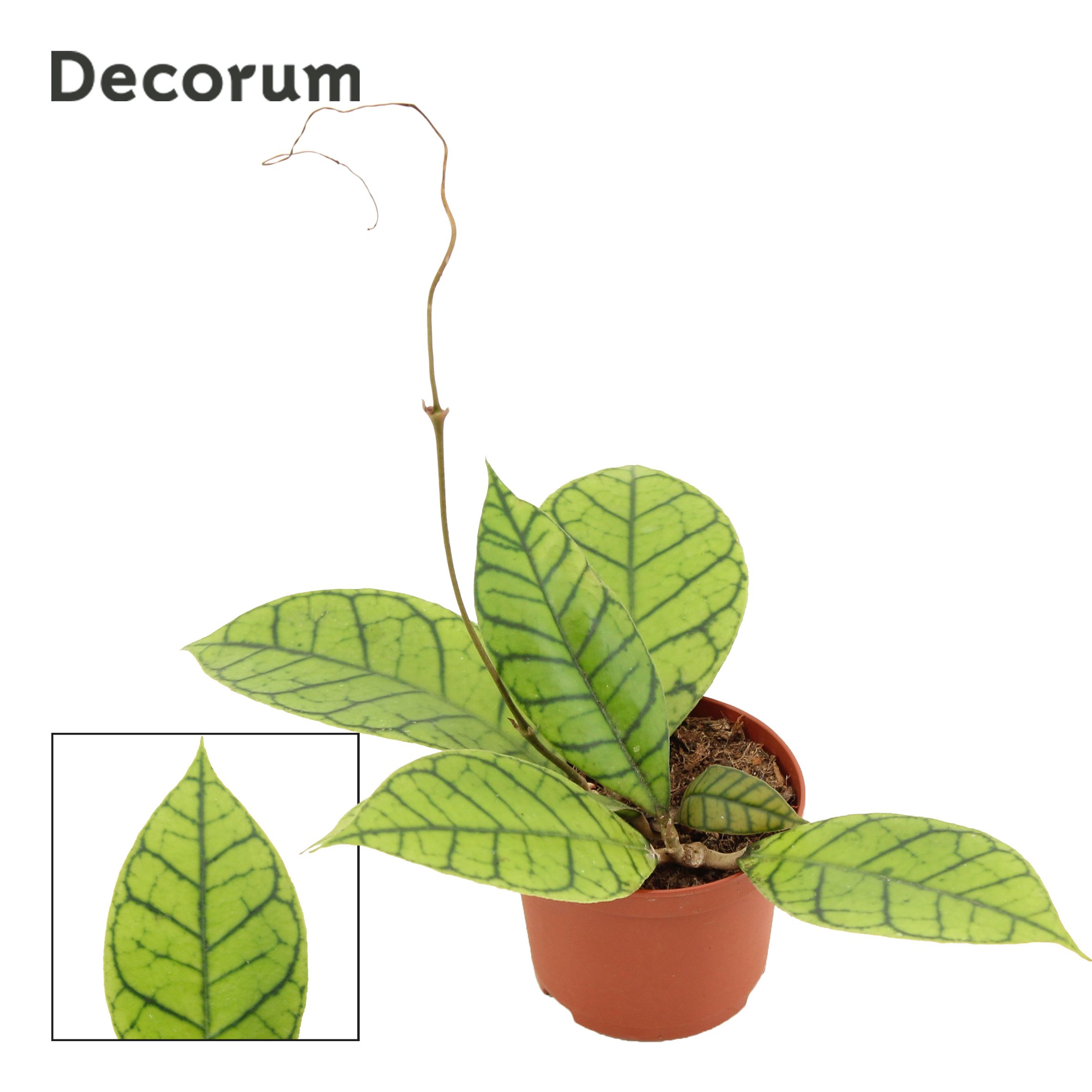 Горшечные цветы и растения оптом Hoya Callistophylla (decorum) от 6шт (для телеги) из Голландии с доставкой по России