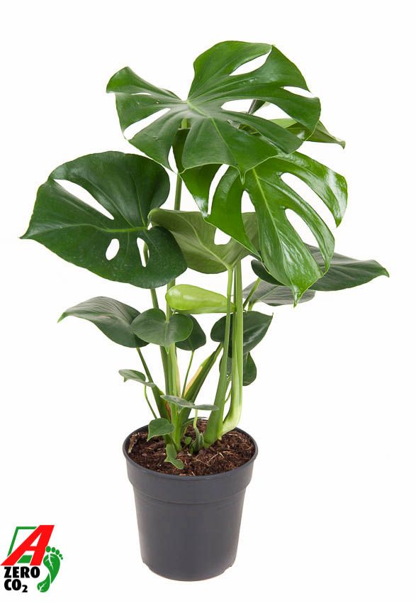 Горшечные цветы и растения оптом Monstera Deliciosa Bush от 1шт из Голландии с доставкой по России
