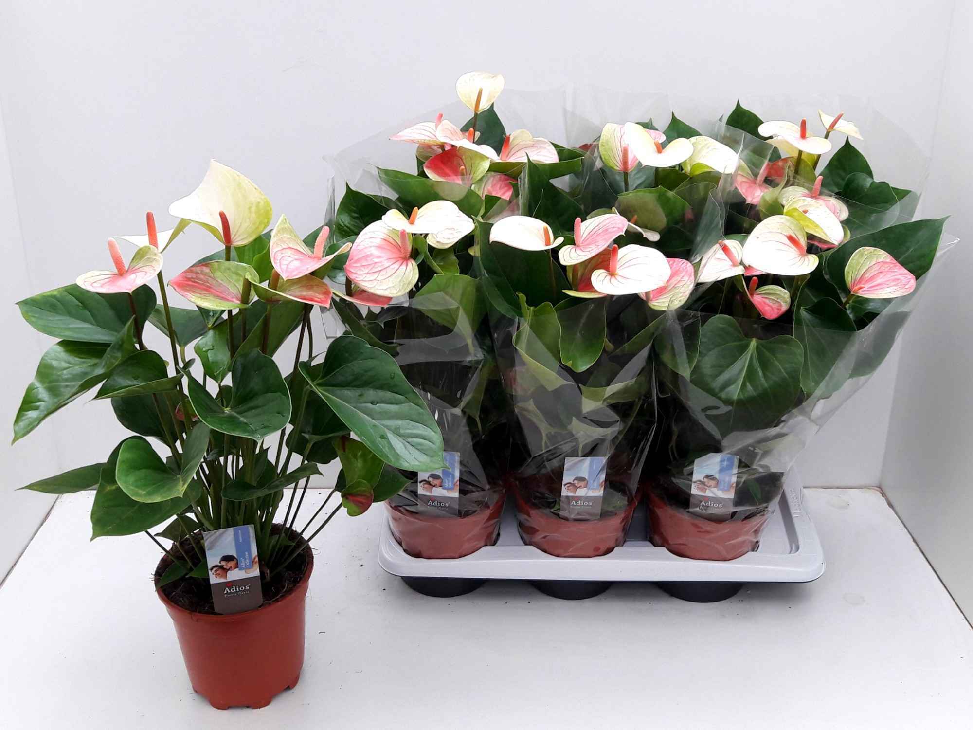 Горшечные цветы и растения оптом Anthu An Fant Lo Imp от 6шт из Голландии с доставкой по России