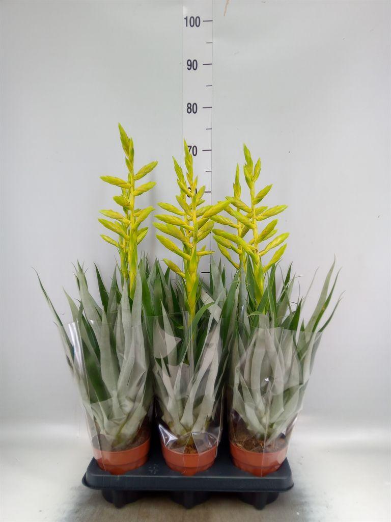 Горшечные цветы и растения оптом Tillandsia Oerstediana от 6шт из Голландии с доставкой по России