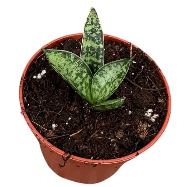 Горшечные цветы и растения оптом Sansevieria Zebra от 1шт (для телеги) из Голландии с доставкой по России