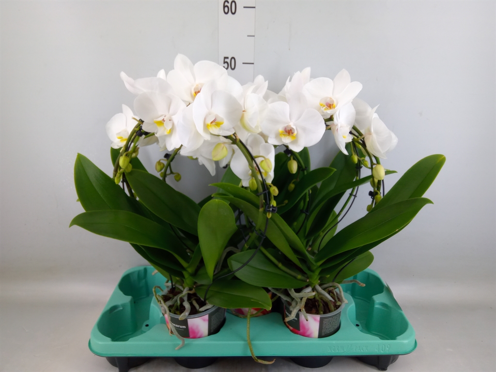 Горшечные цветы и растения оптом Phalaenopsis   ... от 5шт из Голландии с доставкой по России