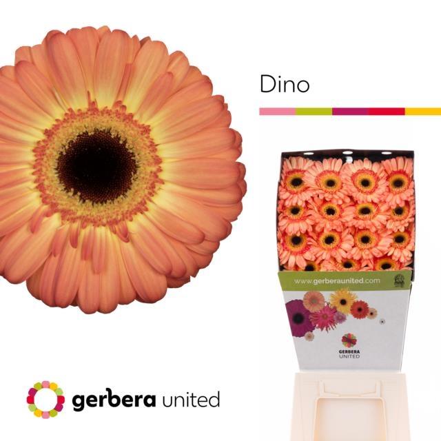 Срезанные цветы оптом Gerbera diamond dino от 45шт из Голландии с доставкой по России