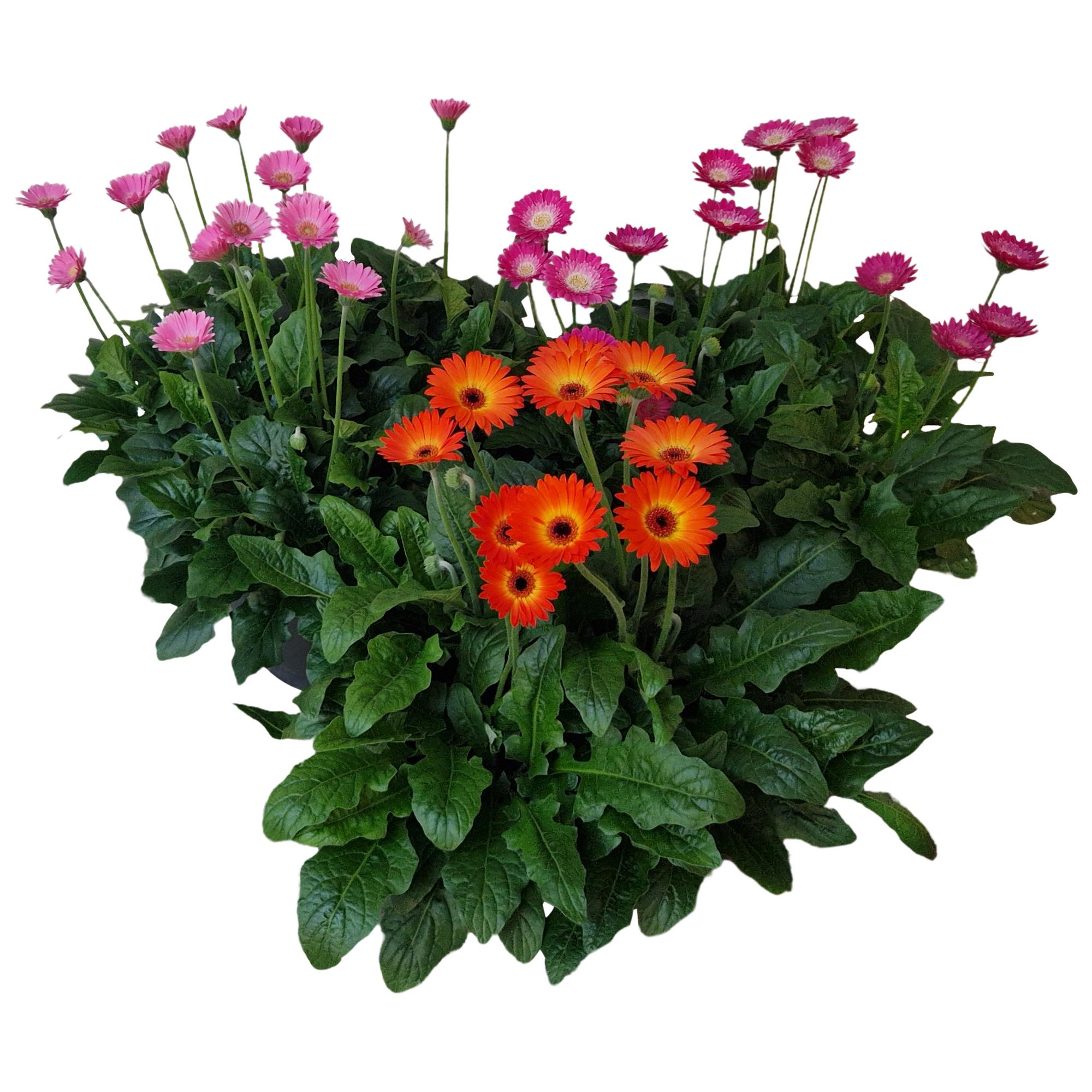 Горшечные цветы и растения оптом Gerbera Garvinea 7+ от 1шт (для телеги) из Голландии с доставкой по России