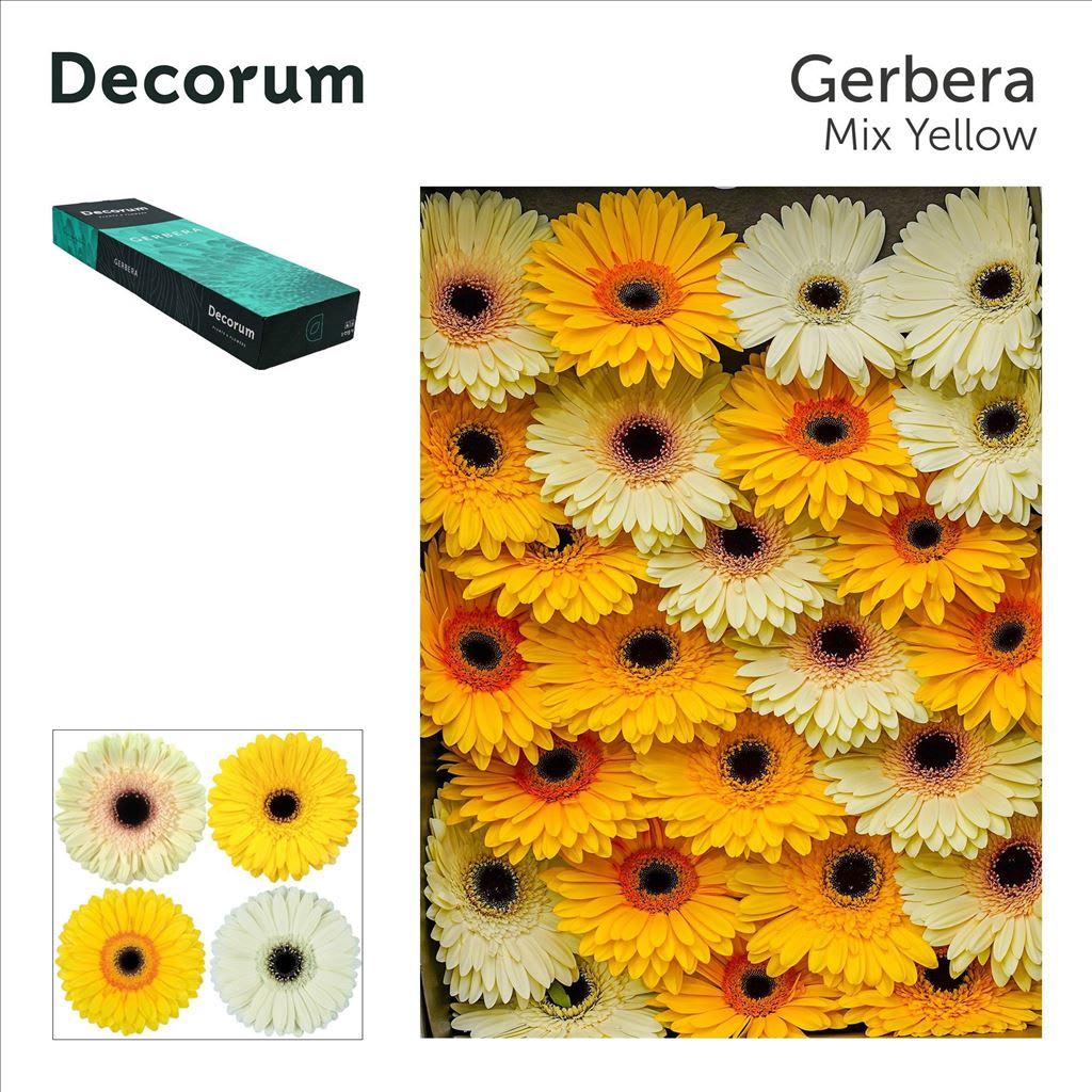 Срезанные цветы оптом Gerbera mix yellow от 50шт из Голландии с доставкой по России