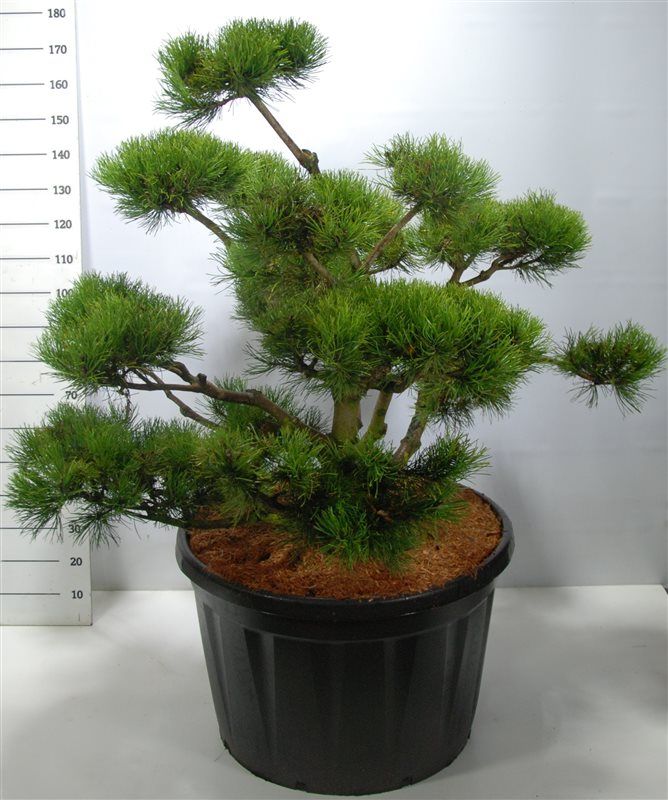 Горшечные цветы и растения оптом Pinus Mugo от 1шт из Голландии с доставкой по России
