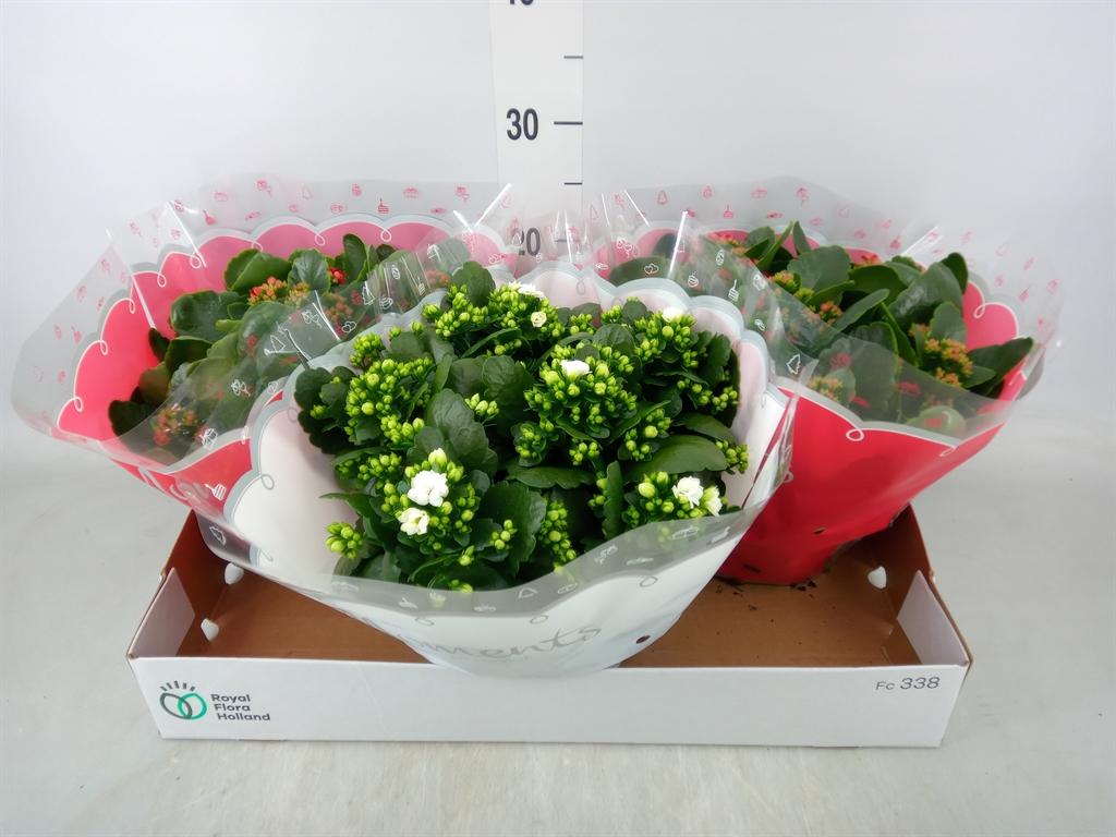 Горшечные цветы и растения оптом Kalanchoe Blos.   ..rosebud Mix  2 от 3шт из Голландии с доставкой по России