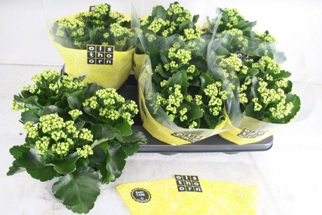 Горшечные цветы и растения оптом Kal B Ge C Piaff от 6шт из Голландии с доставкой по России