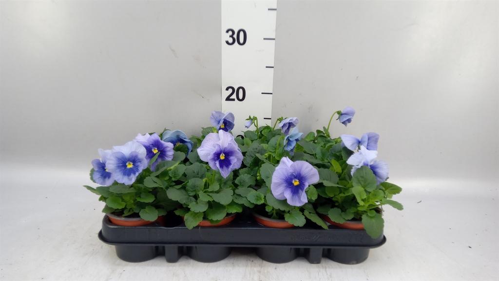 Горшечные цветы и растения оптом Viola Wr. flair Light Blue от 12шт (для телеги) из Голландии с доставкой по России