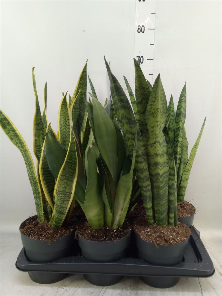 Горшечные цветы и растения оптом Sansevieria Trifa.   ... от 6шт из Голландии с доставкой по России