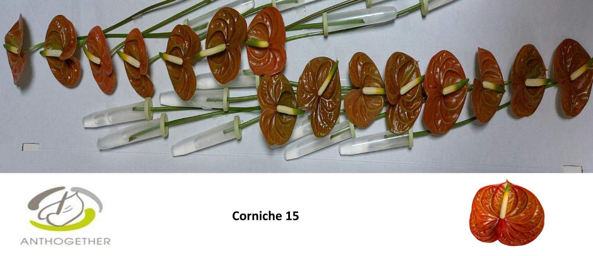 Срезанные цветы оптом Anthurium corniche от 15шт. из Голландии с доставкой по России