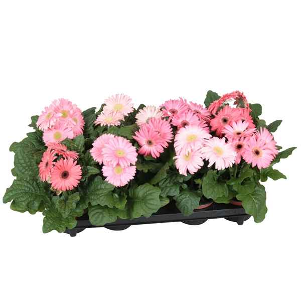 Горшечные цветы и растения оптом Gerbera Excellent Pink 2+ от 10шт из Голландии с доставкой по России