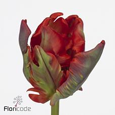 Срезанные цветы оптом Tulipa pa rococo от 150шт из Голландии с доставкой по России