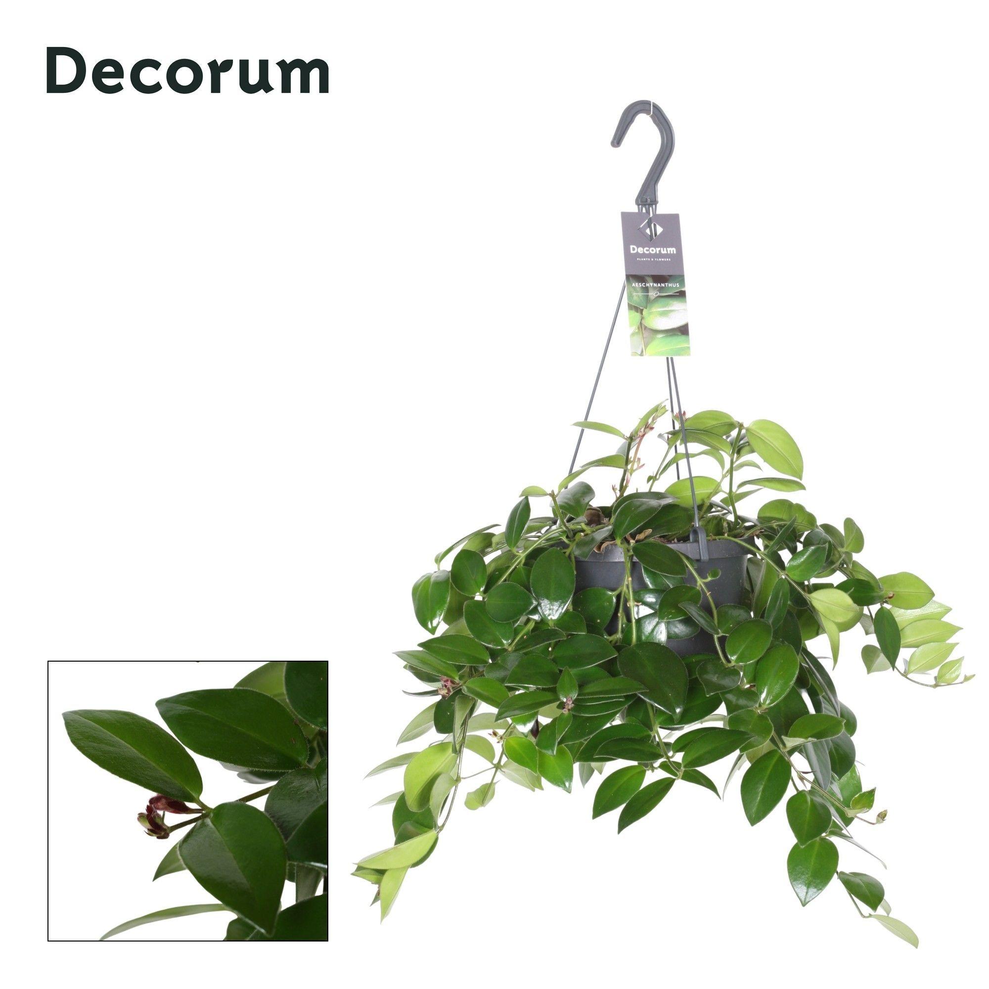 Горшечные цветы и растения оптом Aeschynanthus Mona Lisa - Zonder Bloem/no Flower от 6шт из Голландии с доставкой по России