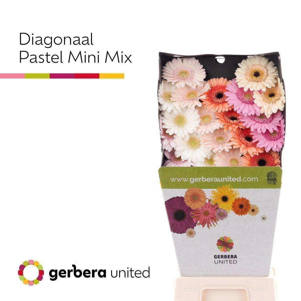 Срезанные цветы оптом Germini diamond mix pastel от 80шт из Голландии с доставкой по России
