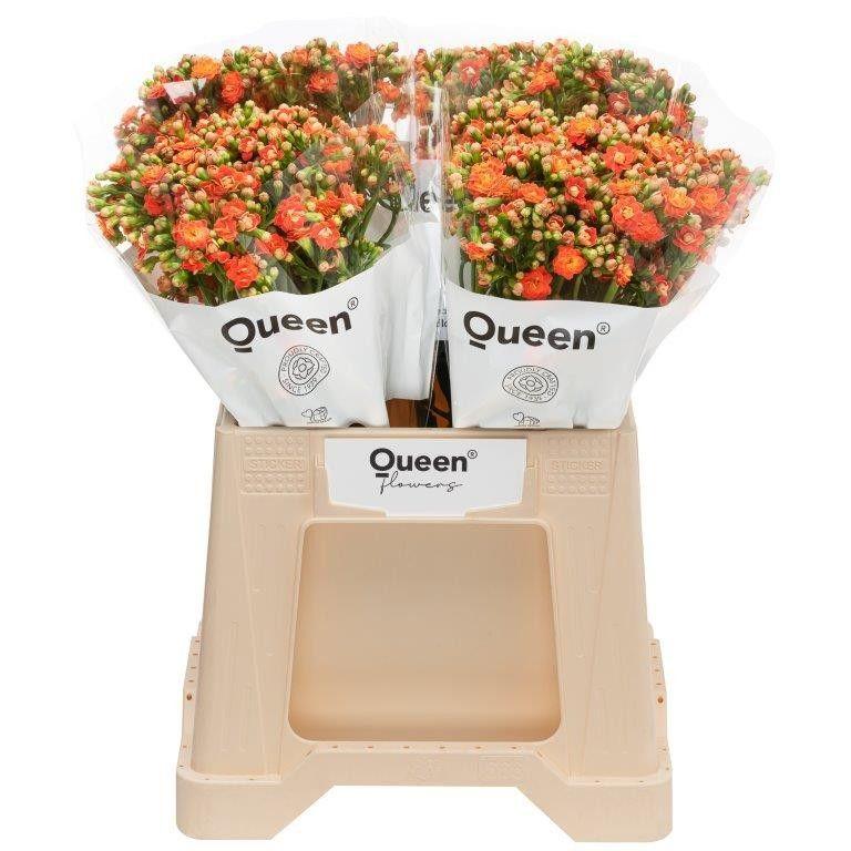 Срезанные цветы оптом Kalanchoe brilliant orange meadow от 20шт из Голландии с доставкой по России