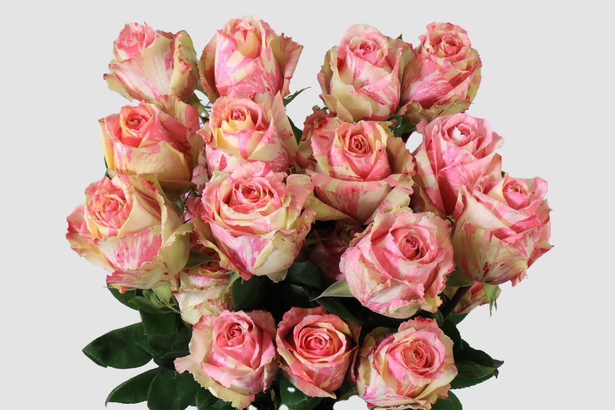 Срезанные цветы оптом Rosa ec fiesta от 125шт из Голландии с доставкой по России