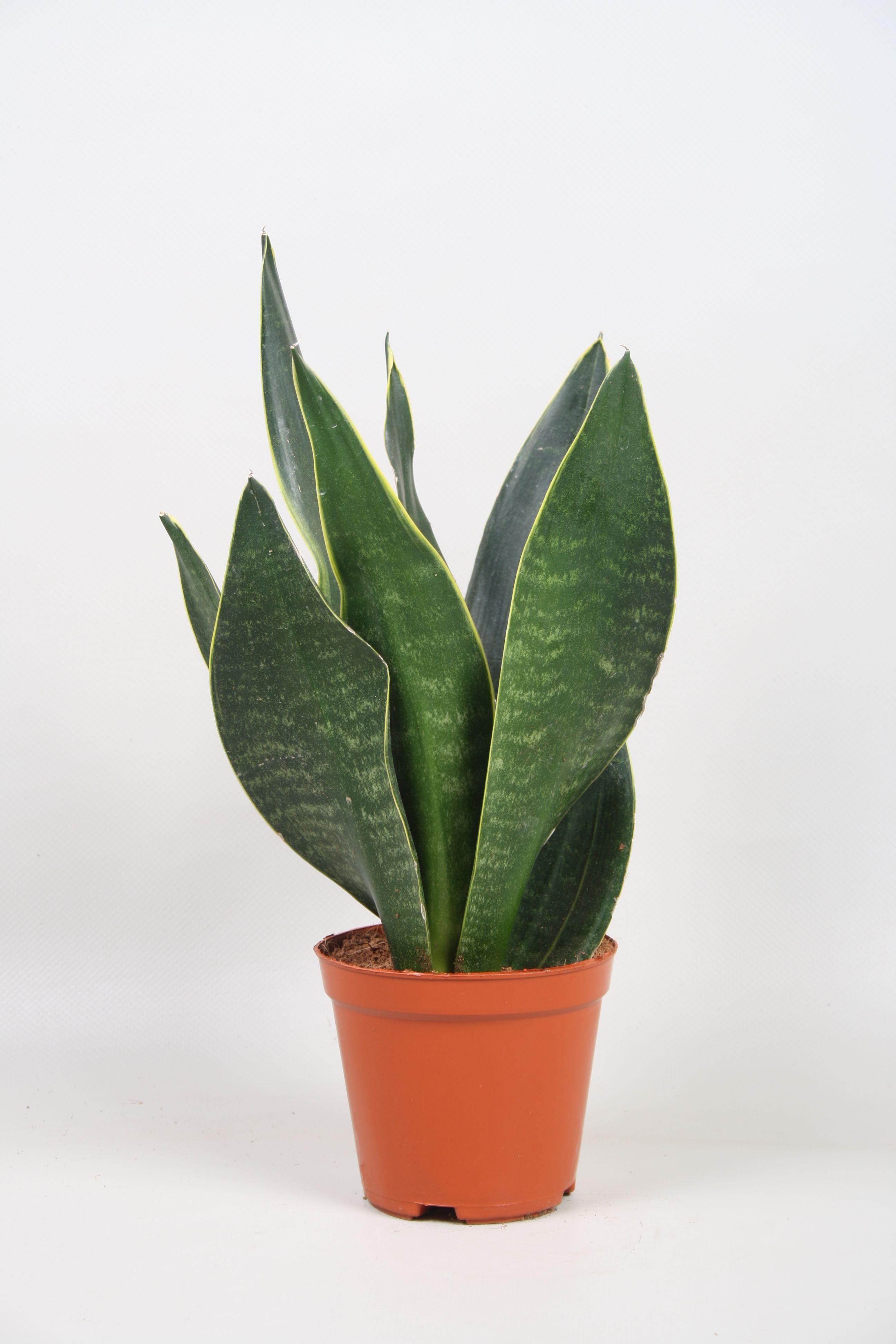 Горшечные цветы и растения оптом Sansevieria Dark Diamond от 10шт из Голландии с доставкой по России