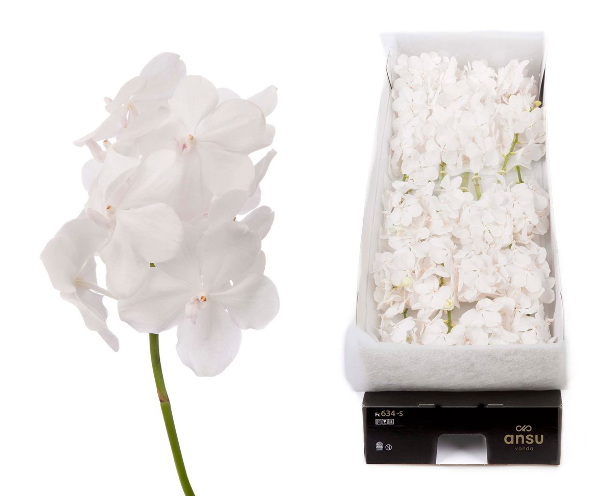 Срезанные цветы оптом Vanda tayanee diamond white per stem от 24шт из Голландии с доставкой по России