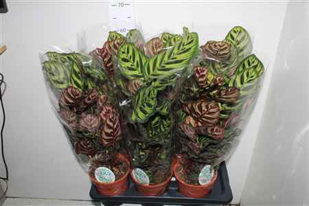 Горшечные цветы и растения оптом Calat Makoyana ** 17cm Pot ** от 6шт из Голландии с доставкой по России