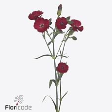 Срезанные цветы оптом Dianthus sp solandis passionfly от 100шт из Голландии с доставкой по России