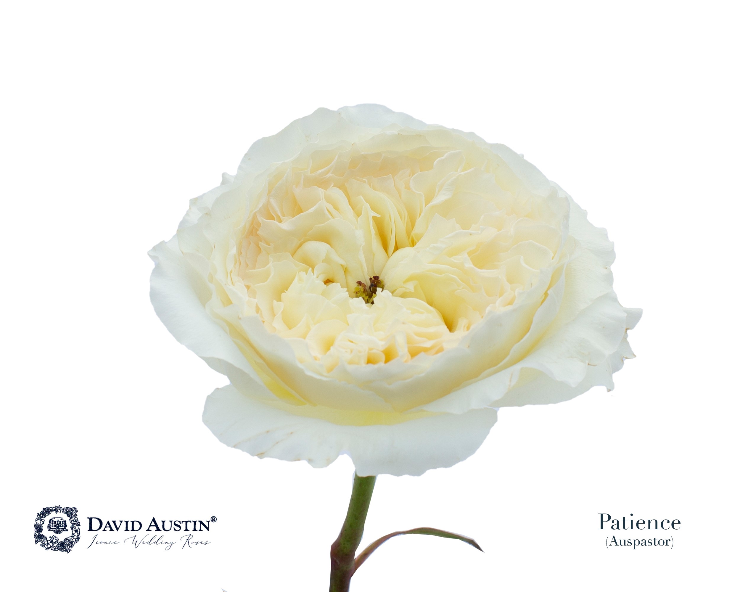 Срезанные цветы оптом Rosa large austin patience от 24шт из Голландии с доставкой по России