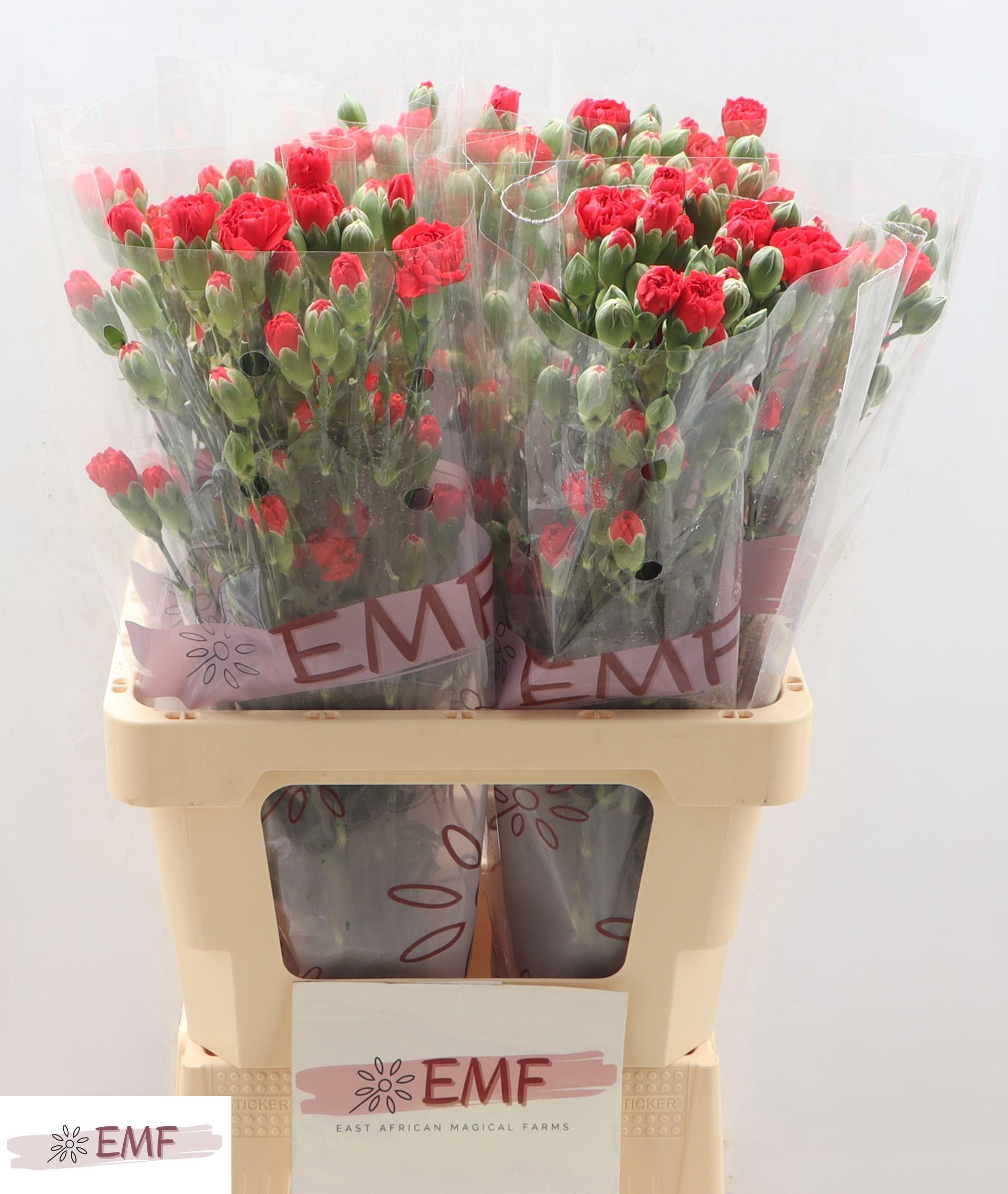 Срезанные цветы оптом Dianthus sp red kiss от 60шт из Голландии с доставкой по России