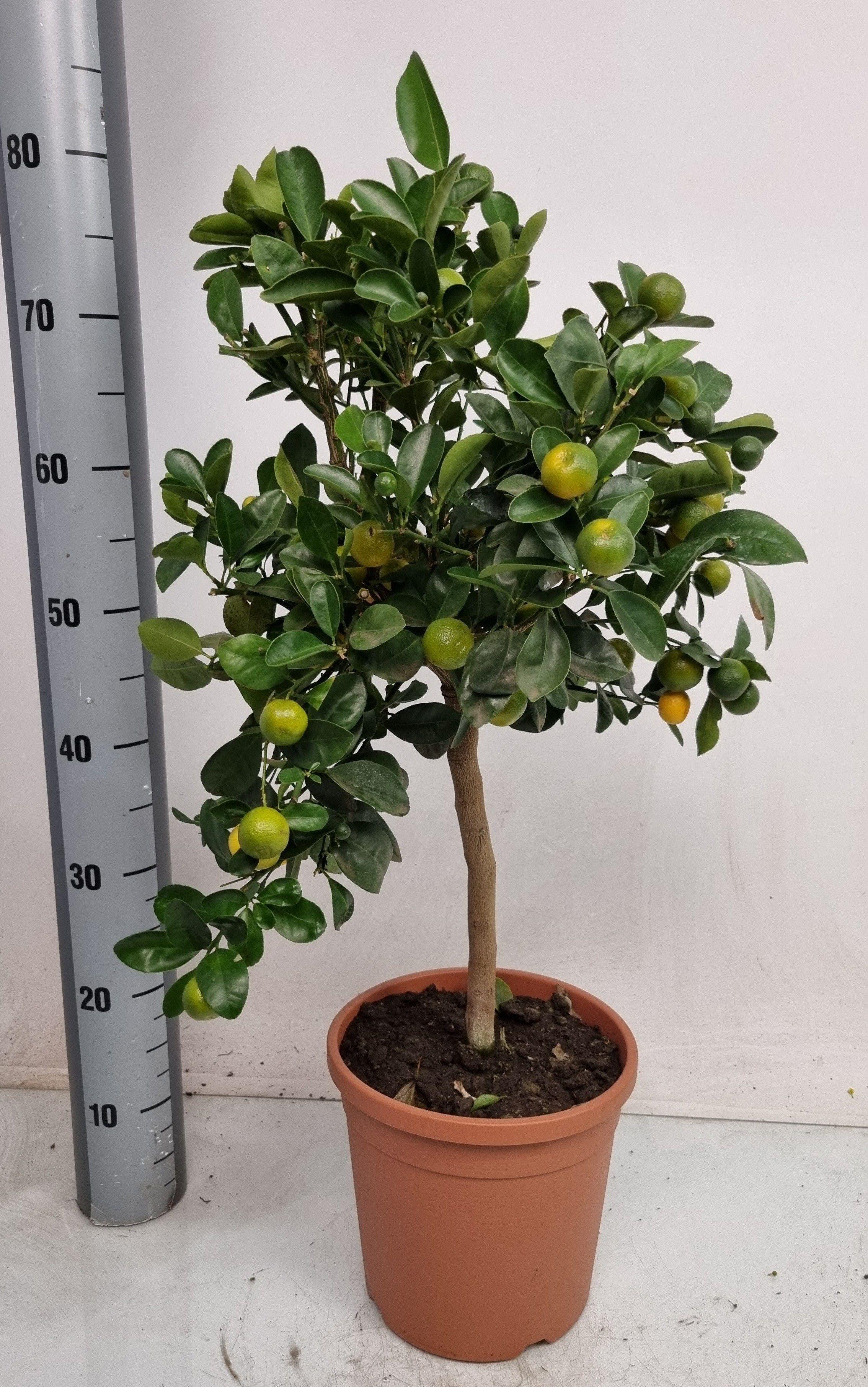 Горшечные цветы и растения оптом Citr Microcarpa от 1шт (для телеги) из Голландии с доставкой по России