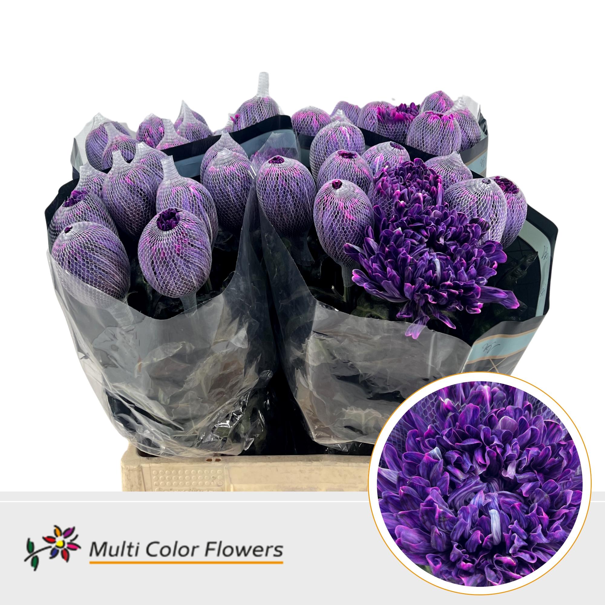 Срезанные цветы оптом Chrys bl paint antonov vice city от 40шт из Голландии с доставкой по России