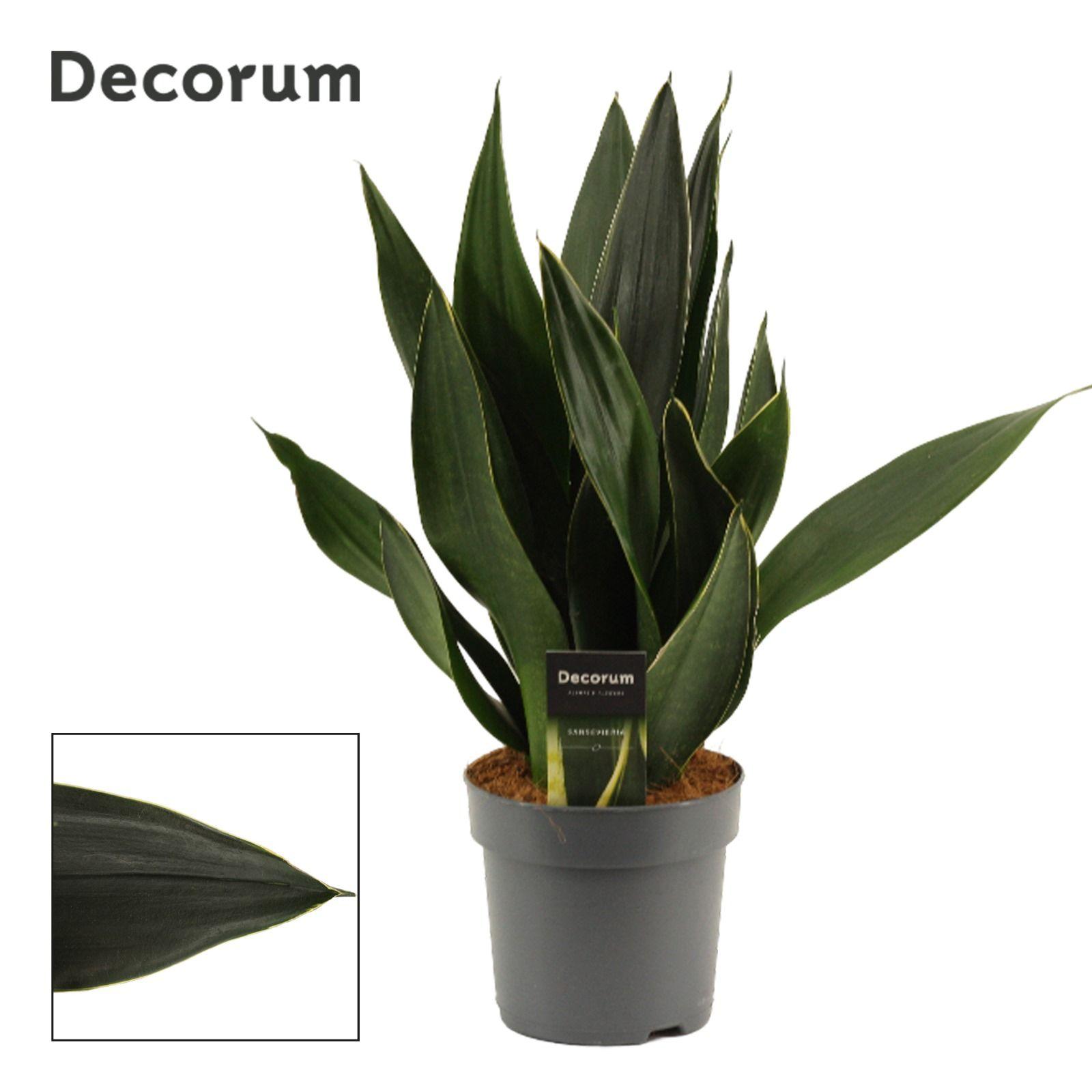 Горшечные цветы и растения оптом Sansevieria Black Diamond (decorum) от 7шт из Голландии с доставкой по России