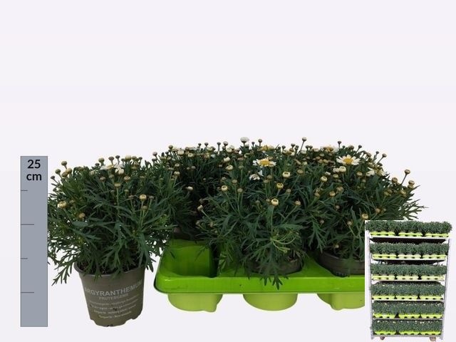 Горшечные цветы и растения оптом Arg Simba White от 6шт из Голландии с доставкой по России