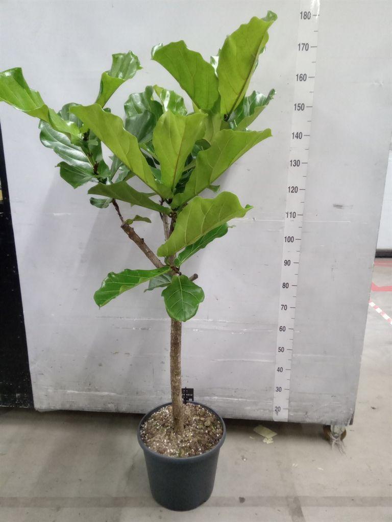 Горшечные цветы и растения оптом Ficus Lyrata от 1шт из Голландии с доставкой по России