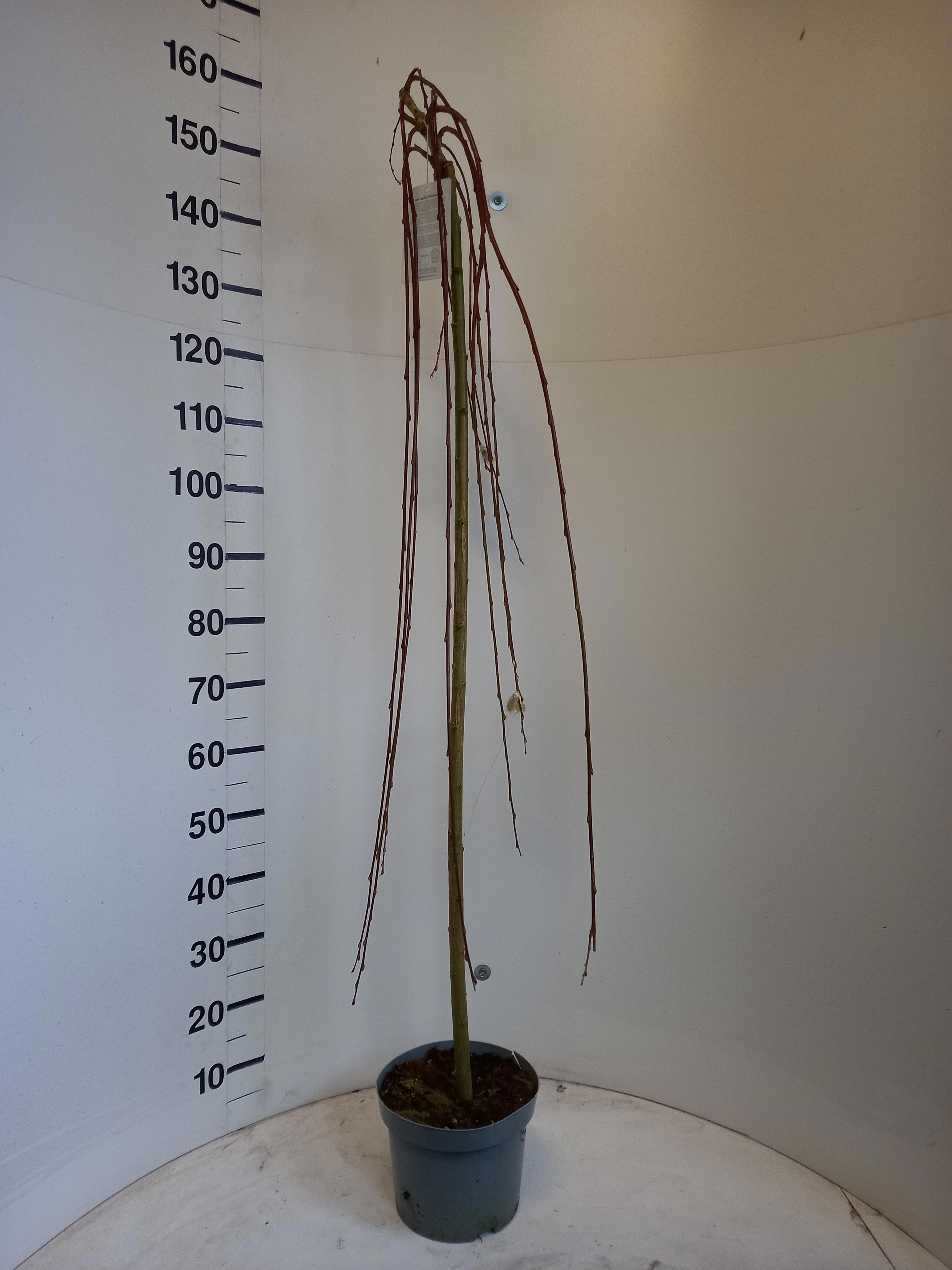 Горшечные цветы и растения оптом Salix Cap Kilmarnock от 1шт из Голландии с доставкой по России