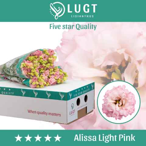 Срезанные цветы оптом Lisianthus do alissa light pink от 50шт. из Голландии с доставкой по России