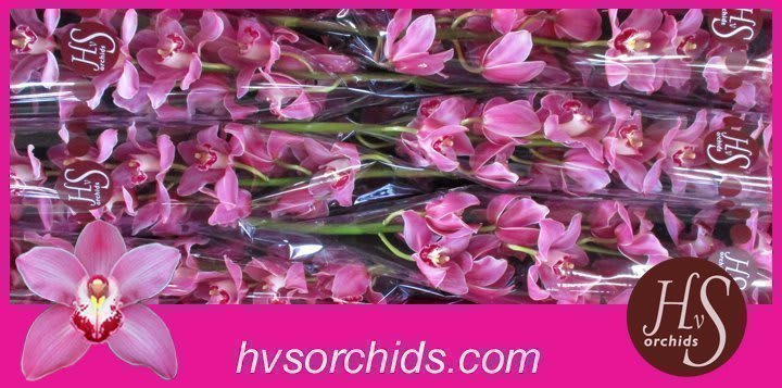 Срезанные цветы оптом Cymbidium pink may monique princess от 6шт. из Голландии с доставкой по России