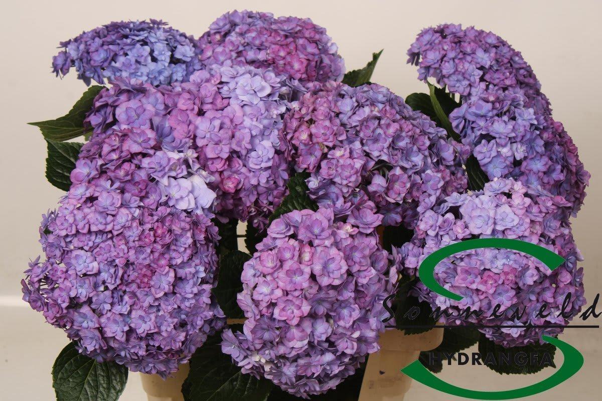Срезанные цветы оптом Hydrangea royal anastasia от 10шт... из Голландии с доставкой по России