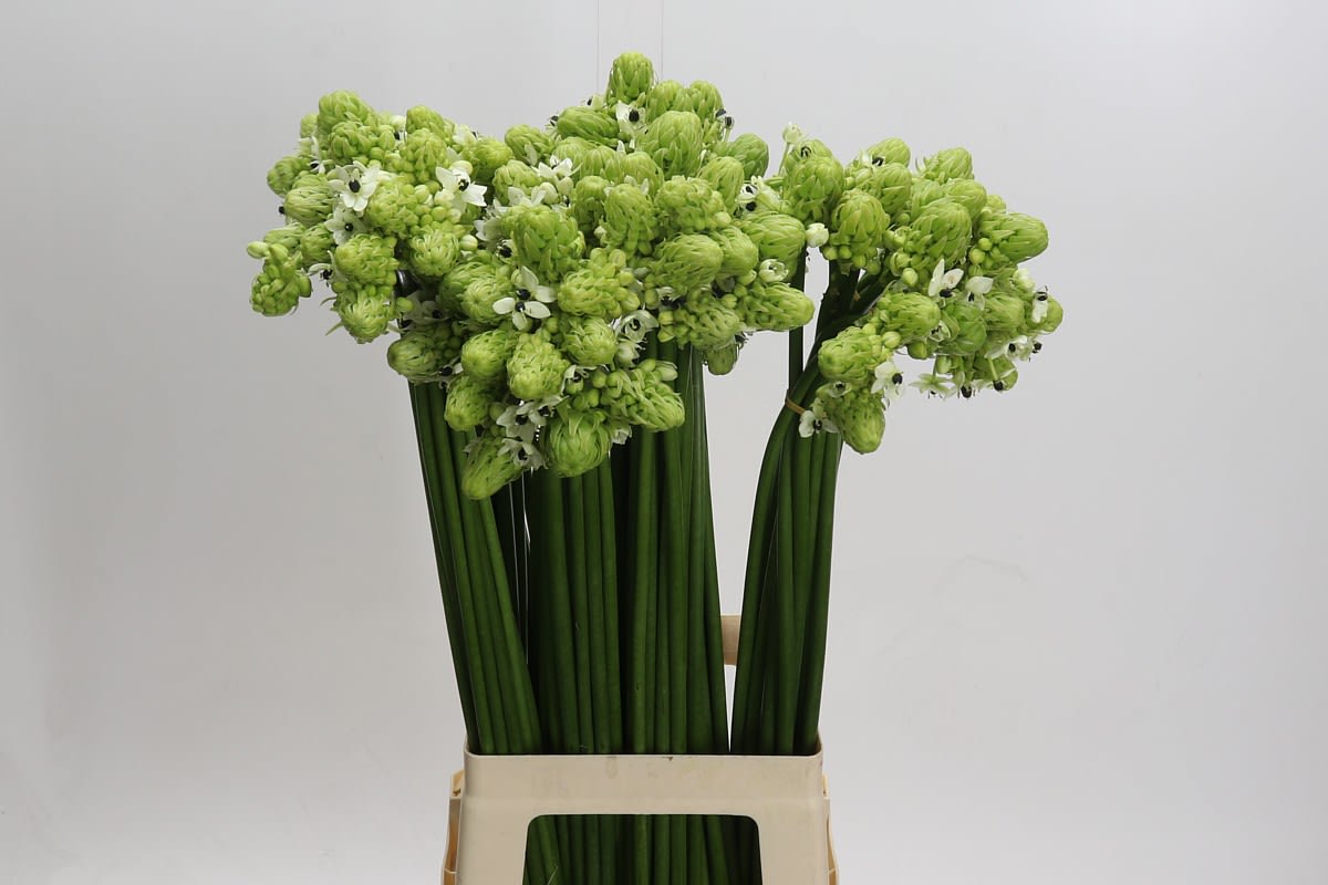 Срезанные цветы оптом Ornithogalum saundersiae от 100шт из Голландии с доставкой по России