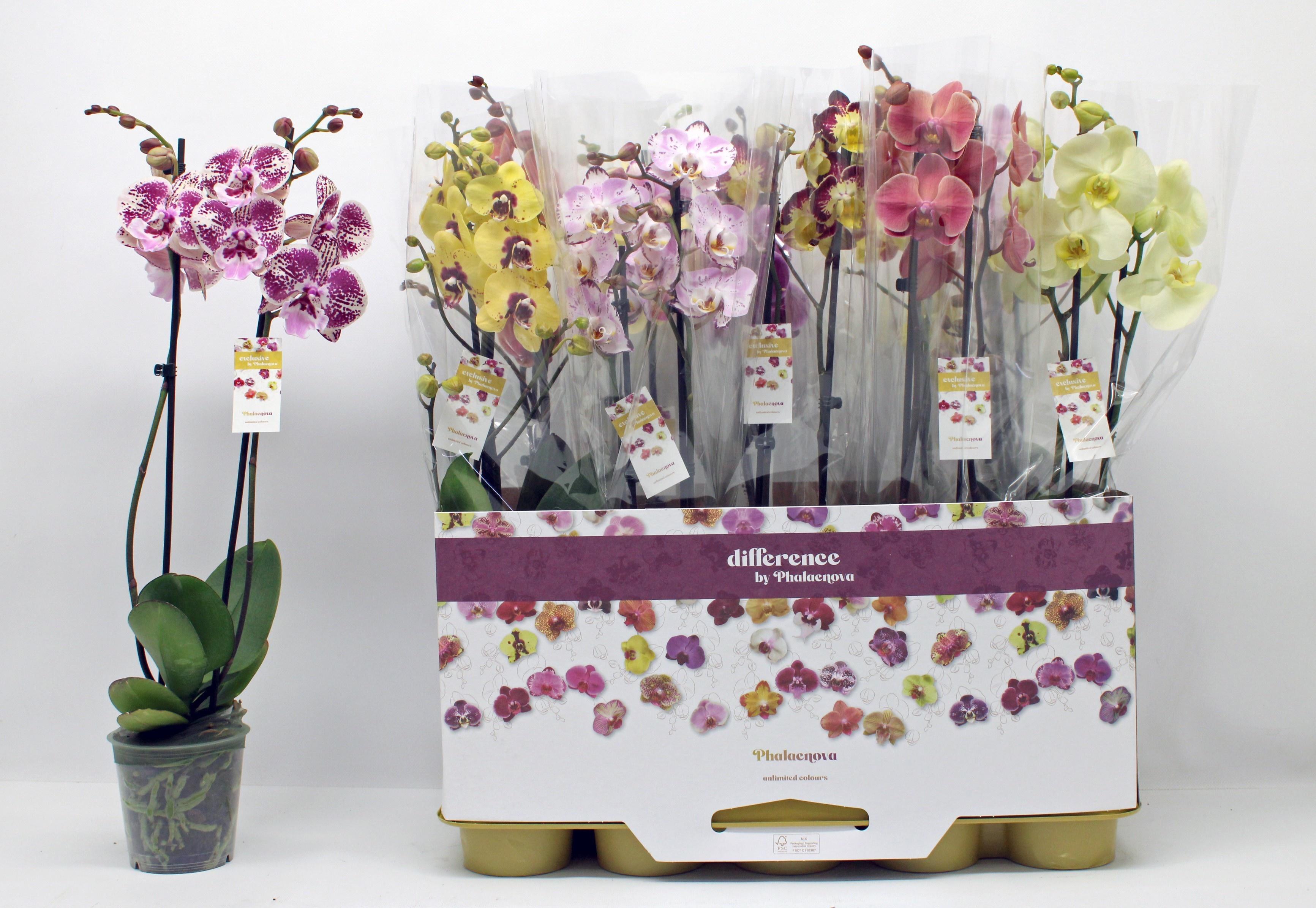 Горшечные цветы и растения оптом Phal 2st Mix 16+ ( Phalaenova ) от 10шт из Голландии с доставкой по России