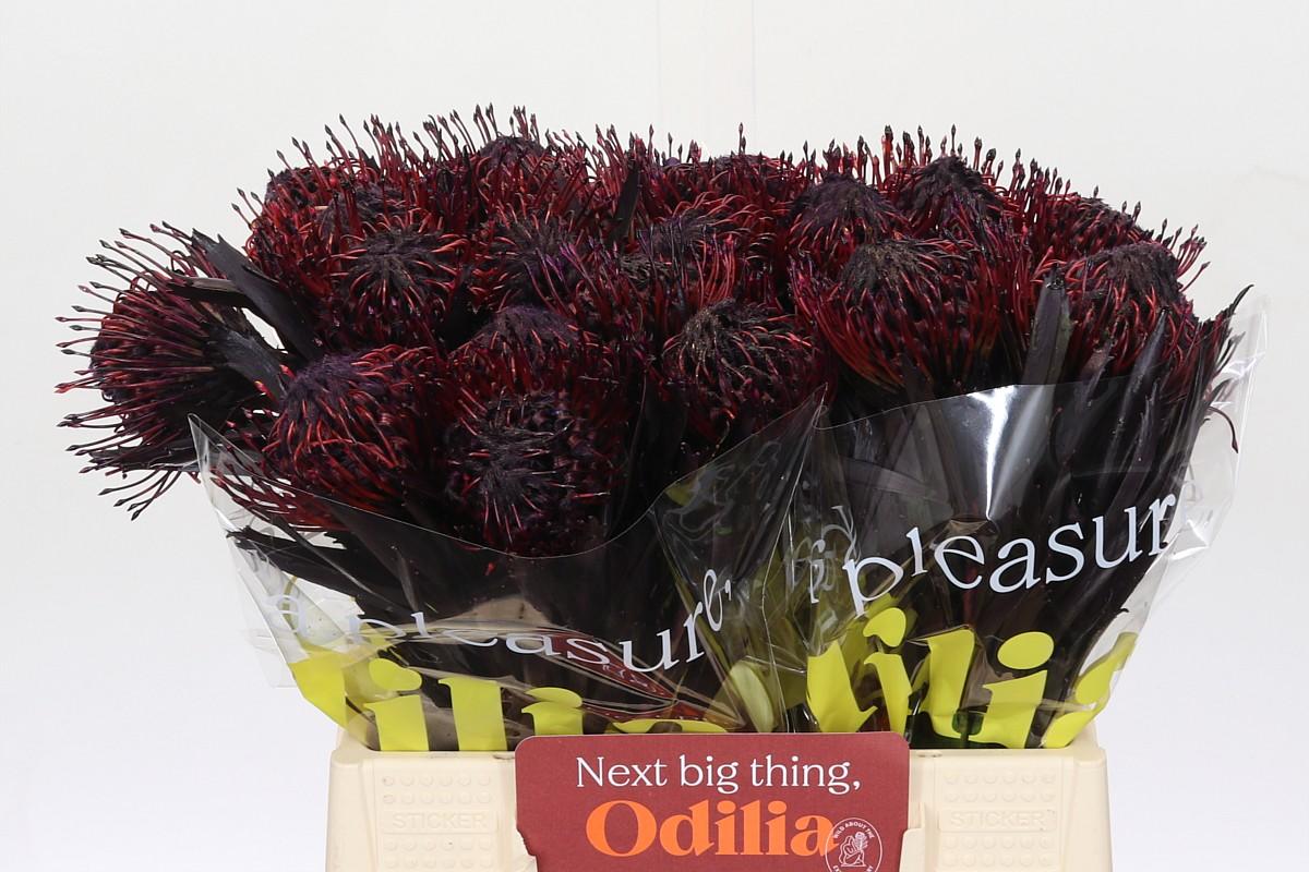 Срезанные цветы оптом Nutans paint aubergine от 30шт из Голландии с доставкой по России