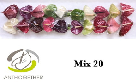 Срезанные цветы оптом Anthurium mix in box от 20шт... из Голландии с доставкой по России