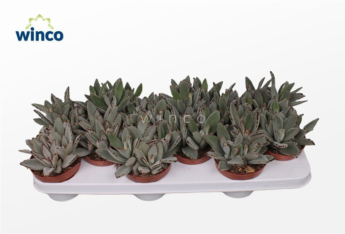 Горшечные цветы и растения оптом Kalanchoe Tomentosa от 12шт из Голландии с доставкой по России