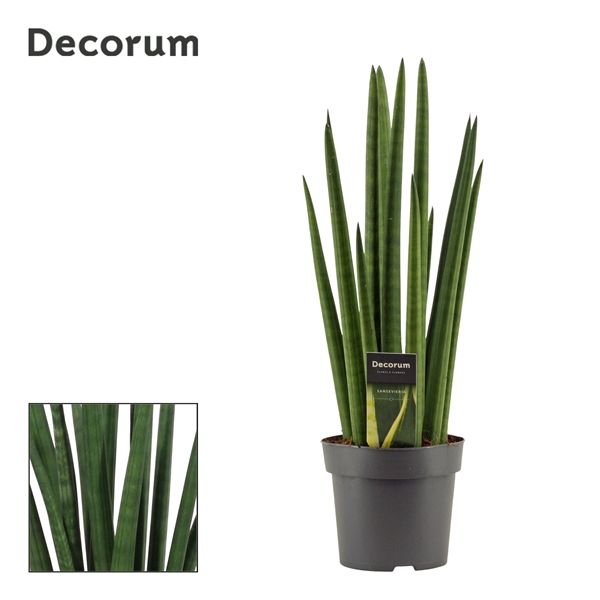 Горшечные цветы и растения оптом Sansevieria Cylindrica Rocket (decorum) от 7шт из Голландии с доставкой по России