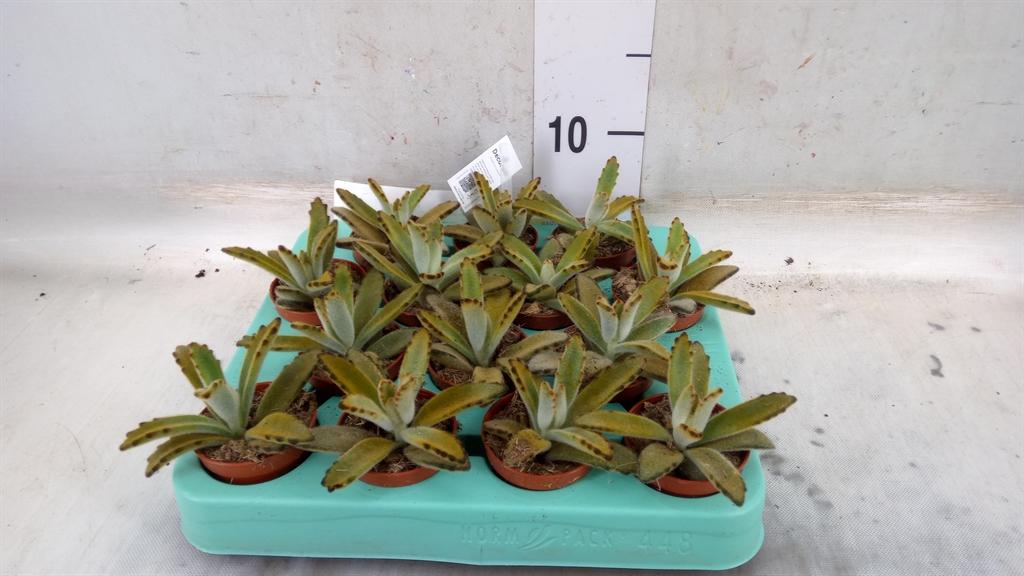 Горшечные цветы и растения оптом Kalanchoe Nf Tomentosa от 14шт (для телеги) из Голландии с доставкой по России