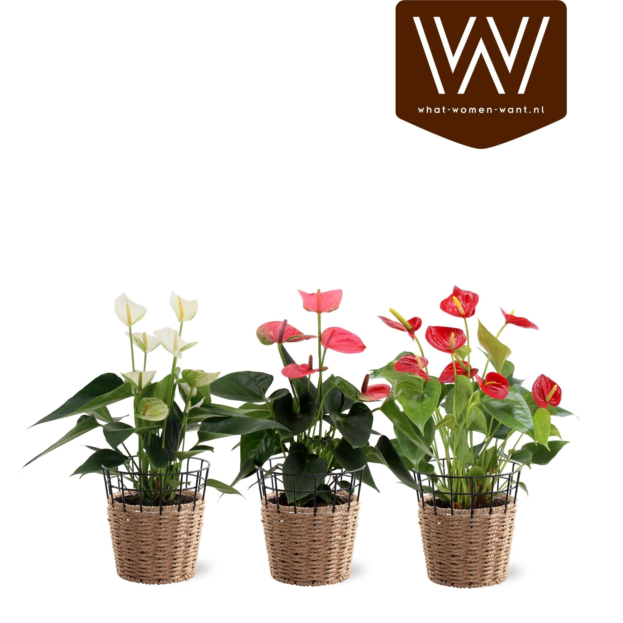 Горшечные цветы и растения оптом Anthu An Ov от 6шт из Голландии с доставкой по России