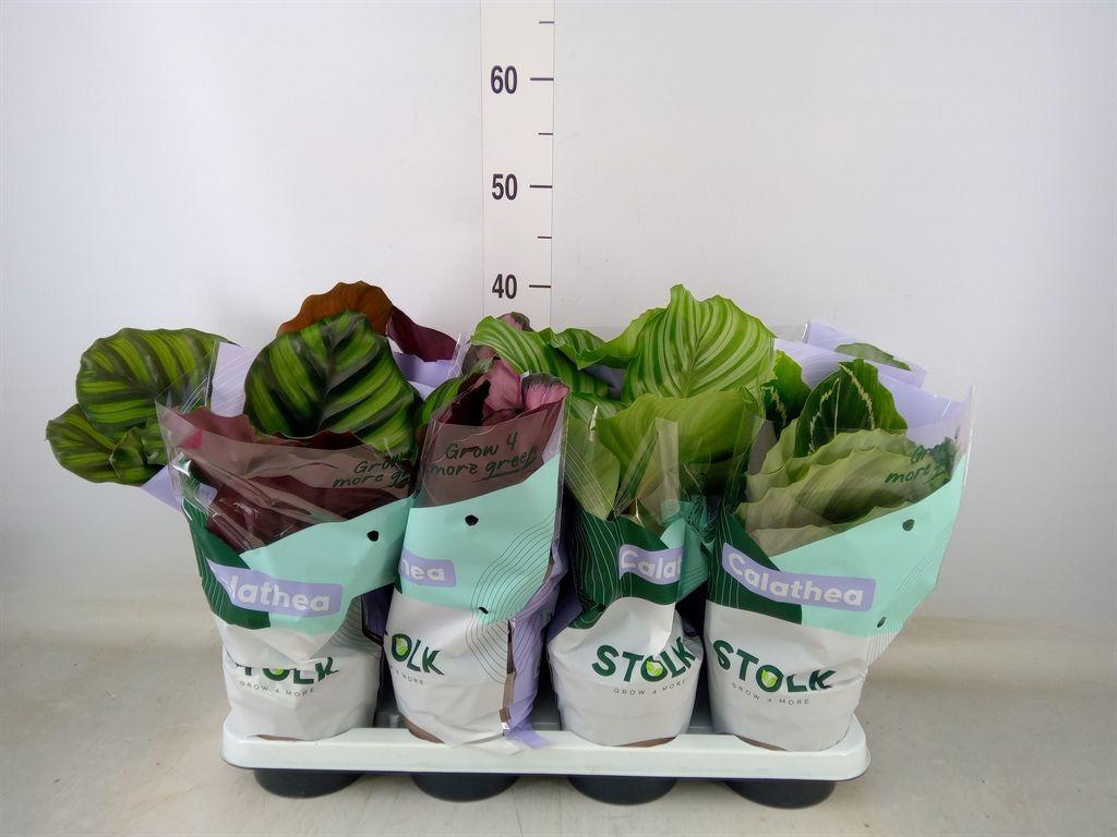 Горшечные цветы и растения оптом Calathea   ...mix 4 от 8шт из Голландии с доставкой по России